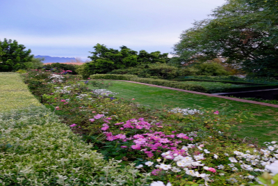 Mixed border